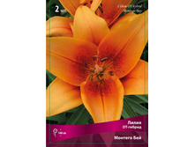 ����� ������� ��� 82