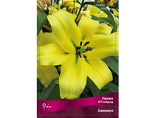 ����� ������� 82,0