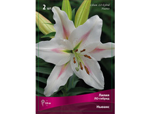 ����� ������  115,0