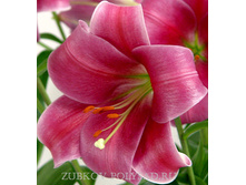 ����� ������ 98,0