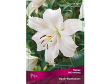 ����� ����� ��������� 115,0