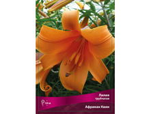 ����� ������� ���� 110