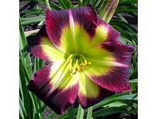 �������� ��������� ���� ����� 101,0