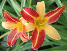 �������� ��������� ����� ���� 62,0