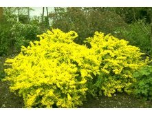 �������� �����-137�