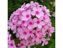 ����� ���� ���� 69,0