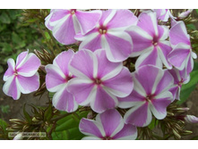 ����� �� �� ��� 101