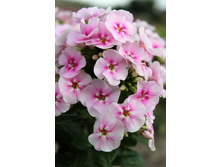 ����� ����������� ���� ������� 101,0