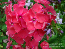 ����� ����������� ����� 65,0