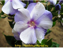 ����� ����������� ������� 65,0