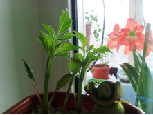 �������� �.��� �����.JPG