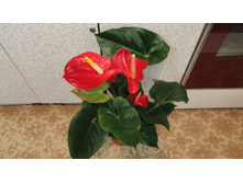 �������� ������