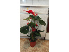 �������� ������ -  ��  850 ���.