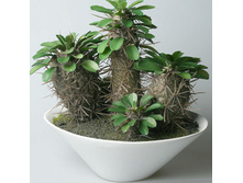 ������������� ���������� 43277  ������-������ 26 �� 26 ���� 950 �.jpg