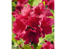 120���. ������ �������� ��������.jpg