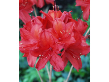 187���. ������ Knapp Hill ������ �������.jpg