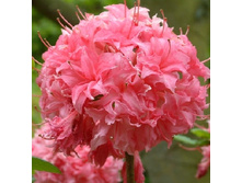 187���. ������ Knapp Hill ������ �������.jpg