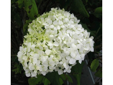 110���. ��������� ����������� �����������.jpg