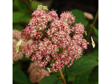 110���. ��������� ����������� ���� ��� ������.jpg