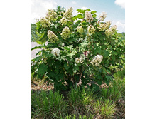 110���. ��������� ����������� ���� ����.jpg