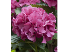 116���. ��������� �������������� ����.jpg