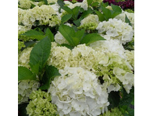 120���. ��������� �������������� �������.jpg