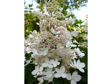 130���. ��������� ����������� ���� �������.jpg