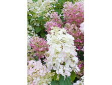 130���. ��������� ����������� ���� ����.jpg