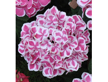 145���. ��������� �������������� ��� ���.jpg