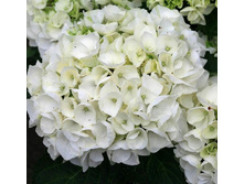 160���. ��������� �������������� ����.jpg