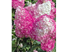 160���. ��������� ����������� ������� �����.jpg