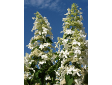 160���. ��������� ����������� ������.jpg