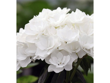 235���. ��������� �������������� ����.jpg