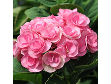 235���. ��������� �������������� �������.jpg