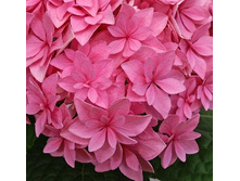 235���. ��������� �������������� ��������.jpg