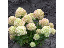 250���. ��������� ����������� ���� ����.jpg