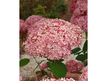 350���. ��������� ����������� Invincibelle ���� ��������.jpg