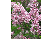 135���. ������ ������ �������.jpg