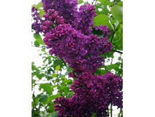 135���. ������ ������������ ������� �� ������ ����.jpg