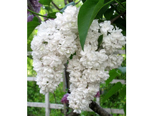 135���. ������ ������������ ��������� ������.jpg