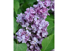 135���. ������ ������������ ����� ����������.jpg