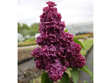 200���. ������ ������������ ���� ����������.jpg