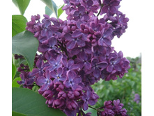 200���. ������ ������������ ����� ������.jpg