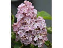 200���. ������ ������������ �������.jpg