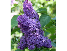 200���. ������ ������������ �������.jpg