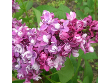 200���. ������ ������������ ������ �� ��.jpg