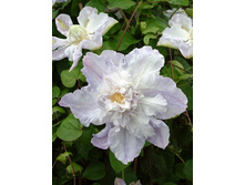 130���. �������� ��������� ����.jpg