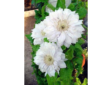 130���. �������� ���� ���������.jpg