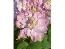 155���. �������� �������� ����.jpg