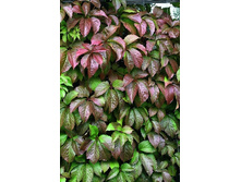 145���. ������� �������� ��� ����.jpg